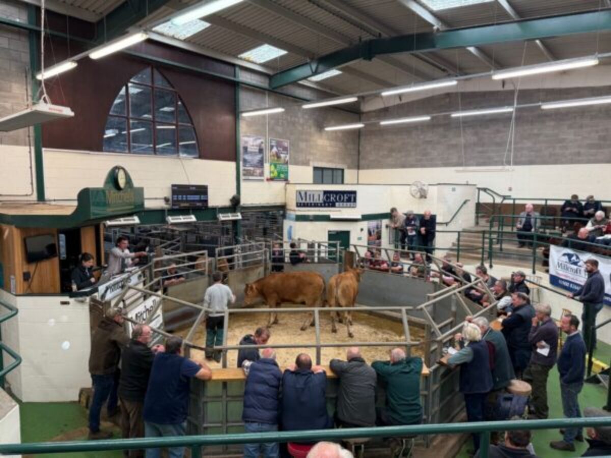 Cockermouth Auction Mart, cow in the auction ring