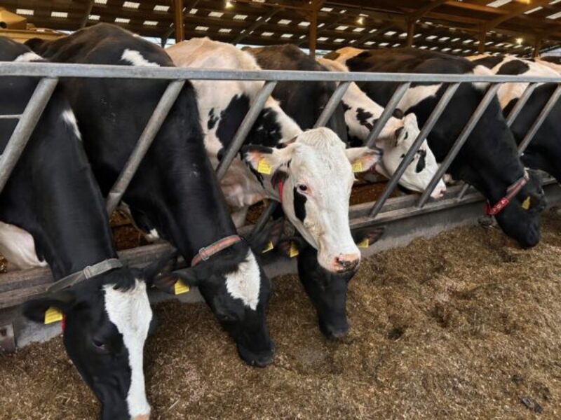 Dairy cows feeding in a barn